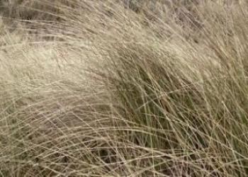 Beach grass