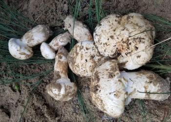 Matustake Mushrooms on beach