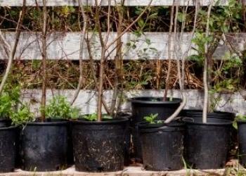 Transplanted trees in pots