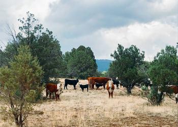 Cows and calves graze on the Tonto