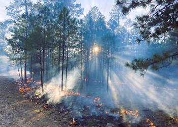 A ground fire is seen beneath towering ponderosa pines shot during the Valentine Fire.