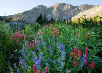 Alta Wildflower 2