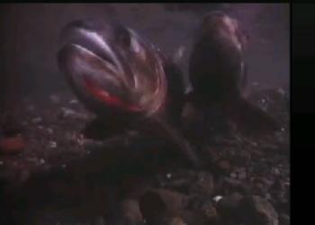 Cutthroat Trout