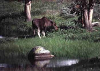 Moose by Pond