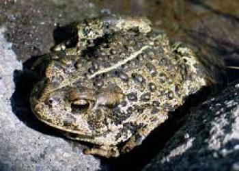 Photo of what a Boreal Toad looks like
