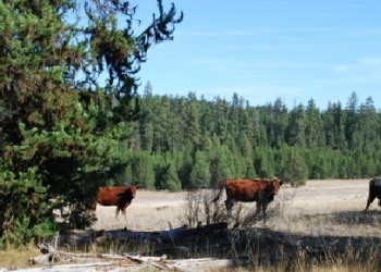 Grazing 4 - cows