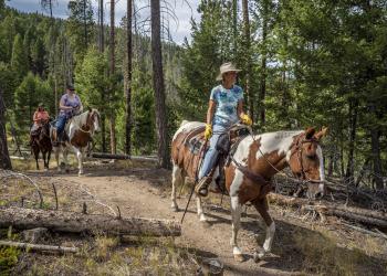 Three riders on horseback on a forest trail