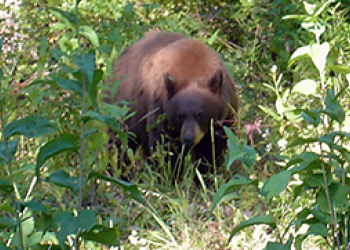 A healthy bear ambles through the forest