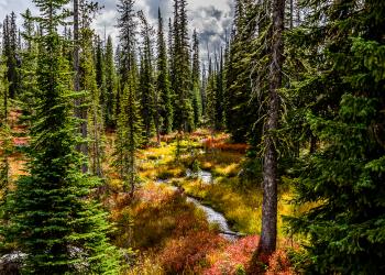 scenic forest photo
