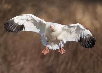 AdobeStock_574485574 Snow Goose