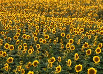 AdobeStock_8219539 Sunflower field