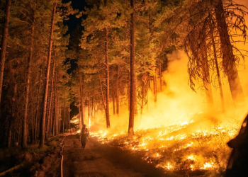 A firefighter walks along a road near a wildfire