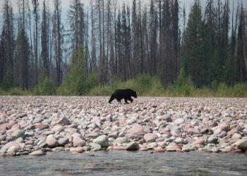 A black bear walking along a river