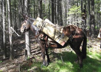 Horse carrying boards