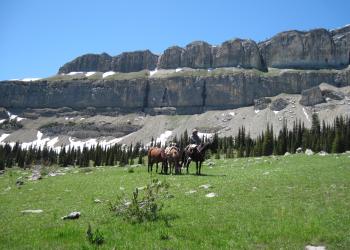 Pack string of three horses in a high mountain meadow in front of a rocky cliff.