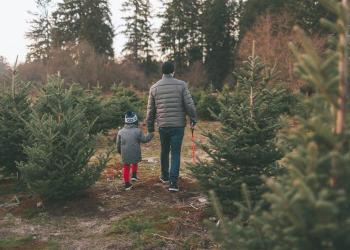 An adult and a child seeking a Christmas tree in the forest
