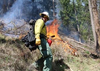 A firefighter carrying a handheld drip torch ignites dead wood on a hillside in the forest