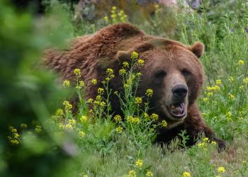 A grizzly bear