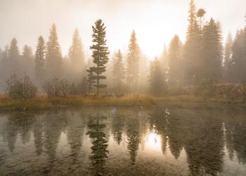 Tall conifer trees are silhouetted in a misty landscape across a clear pond that reflects morning sunlight and trees in it's still surface.