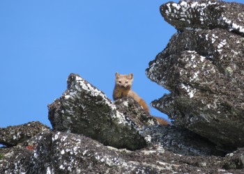 A small, cat-sized weasel with rounded ears and a yellowish-brown coat looks down from a rocky outcrop.