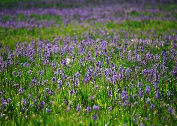 Multiple bright purple flowers in long clusters bloom in a deep green meadow.