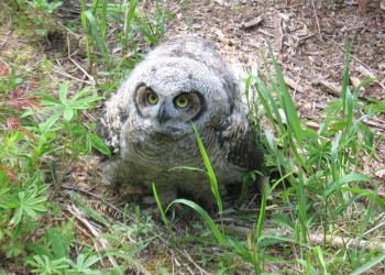 A gray, fluffy, downy bird with large eyes and a black beak looks up at the photographer from amongst green lupine leaves and grass on the forest floor.