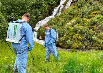 Two people in blue protective suits carry backpack sprayer pumps and apply herbicides on invasive weeds.