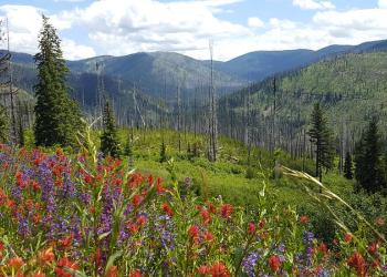 Bright red and purple wildflowers bloom in a high mountain meadow with scattered tall spruce trees and tree-covered mountains in the background.