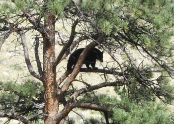 Bear in a tree
