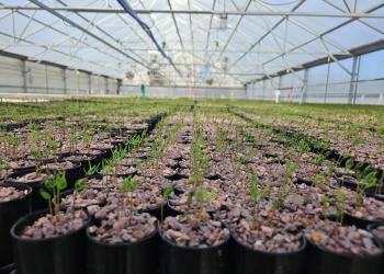 Rows of new seedlings sprout in a greenhouse.