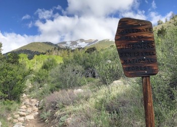 Worn wooden sign in front of a wilderness area.