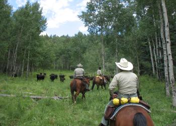 Herding cattle