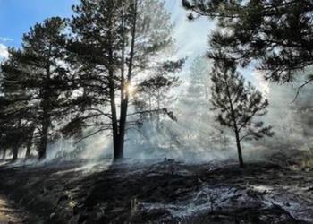 Smoke in forest