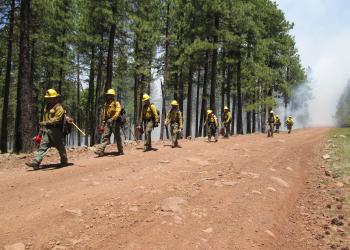 Firefighters on the Camillo Fire walk down a forest road in June 2015.