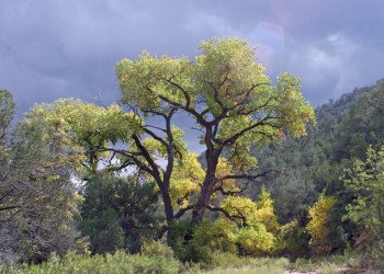 A large green branchy cottonwood tree stands near a mountain in a stormy cloudy background