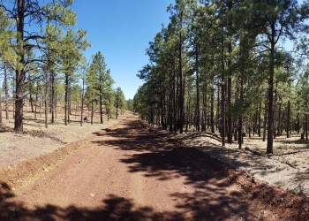A dirt road with thinned trees on the left and pre-treatment trees on the right