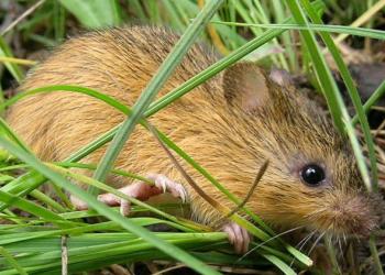 close up of a small meadow mouse