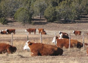 group of cattle resting in a field
