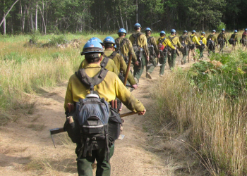single file line of firefighters go into forest on narrow path