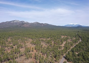 A landscape of green pine trees with open space between stretches out towards some forested mountains with some snowy peaks visible further in the background.