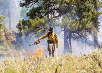 A wildland firefighter walks near dry grass and tall green pine trees with a drip torch held out to his side and knee-high flames rising along his path.