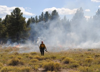 A lone wildland firefighter wearing fire-resistant green pants, yellow shirt, and red hardhat and carrying a metal drip torch held out in one hand and a Pulaski ax-hoe hand tool in the other walks through a grassy field with pine trees behind him and low flames and smoke rising from the ground.