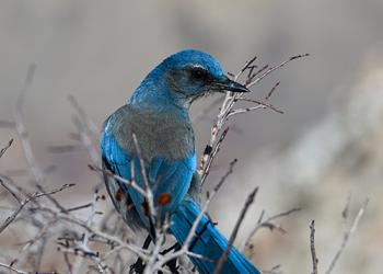A blue and grey colored Pinyon jay sits on some winter-bare brush branches.