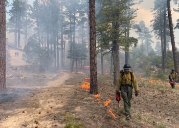 Firefighter using a drip torch to ignite grasses.