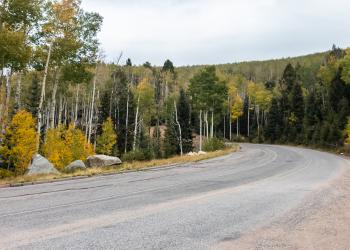 A road winding through the forest