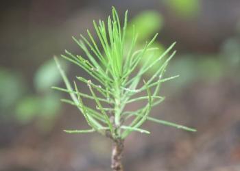 end of a pine tree