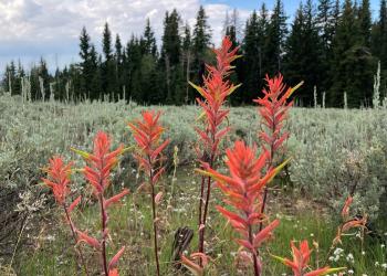 Photo of indian paintbrush plant in field of sagebrush.