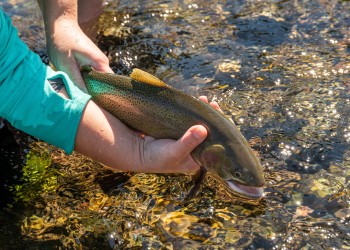 A person releases a Snake-River Fine-Spotted Cutthroat Trout into a stream