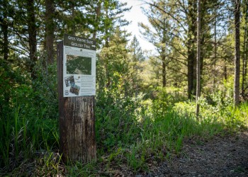 Gros Ventre Slide Geology Trail and trail sign