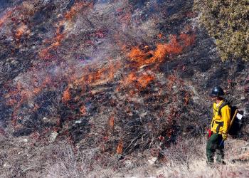 fire in brush